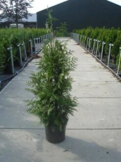 Reuzenlevensboom (Thuja Plicata 'Excelsa') 16 Reuzenlevensboom (Thuja Plicata 'Excelsa') -Directplant Winkel 20130215102927 9
