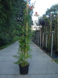 Trompetbloem (Campsis Tagliabuana 'Mme Galen') 14 Trompetbloem (Campsis Tagliabuana 'Mme Galen') -Directplant Winkel 20130215104653 9 1