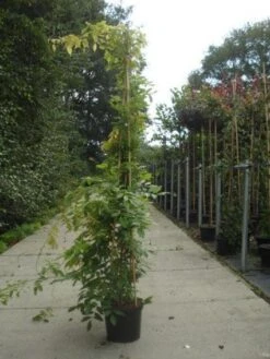 Blauwe Regen (Wisteria Sinensis) -Directplant Winkel 20130215105427 13 1