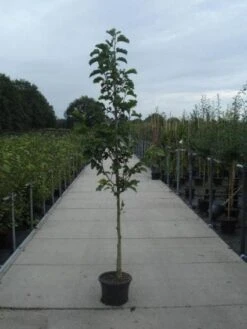 Beverboom (Magnolia Kobus) -Directplant Winkel 20130215115339 7