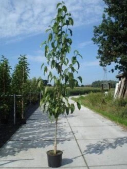 Beverboom (Magnolia Kobus) -Directplant Winkel 20130215115408 19