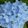 Hortensia Blauw (Hydrangea 'Forever&Ever') -Directplant Winkel 20130312215137 1 2