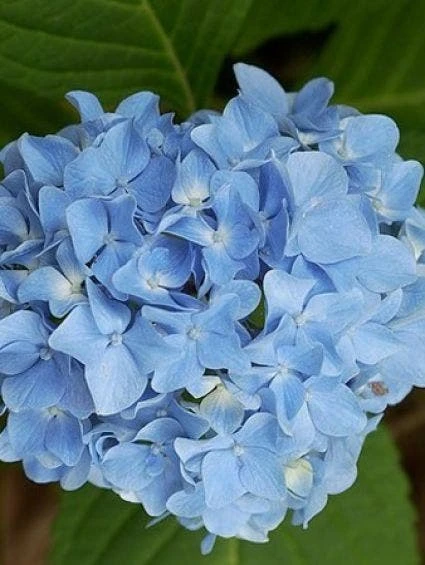 Hortensia Blauw (Hydrangea 'Forever&Ever') 3 Hortensia Blauw (Hydrangea 'Forever&Ever')