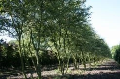 Krentenboom Als Struik (Amelanchier Lamarckii) 19 Krentenboom Als Struik (Amelanchier Lamarckii) -Directplant Winkel 20130315104532 13