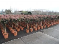 Sneeuwbal Op Stam (Viburnum Tinus 'Eve Price') 18 Sneeuwbal Op Stam (Viburnum Tinus 'Eve Price') -Directplant Winkel 20130316135155 4