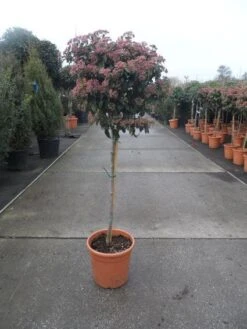 Sneeuwbal Op Stam (Viburnum Tinus 'Eve Price') 17 Sneeuwbal Op Stam (Viburnum Tinus 'Eve Price') -Directplant Winkel 20130316135206 4