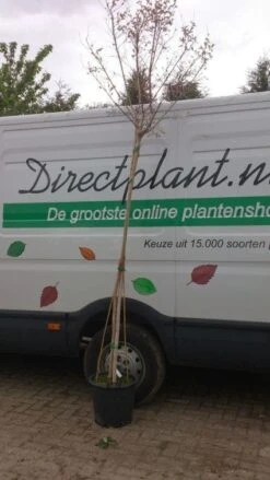 Roze Lagerstroemia Als Boom (Lagerstroemia Indica) -Directplant Winkel 20130522141225 8