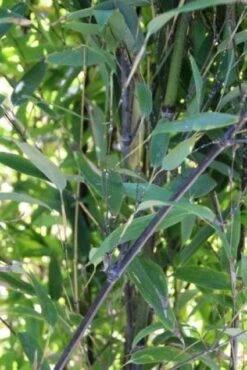 Bamboe (Phyllostachys Nigra) 10 Bamboe (Phyllostachys Nigra) -Directplant Winkel 20130906145754 13