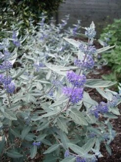Caryopteris (Caryopteris X Clandonensis 'Sterling Silver') -Directplant Winkel 20131029134700 1