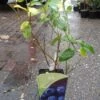 Blauwe Bes (Vaccinium Corymbosum 'Patriot') -Directplant Winkel 20131105161025 1