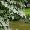 Kornoelje (Cornus Kousa 'China Girl') -Directplant Winkel 20160612 161509 resized 1