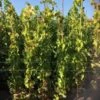 Druif (Vitis Vinifera 'Alphonse Lavalle') -Directplant Winkel 20180920 joha ord t2 335 1