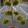 Cupressocyparis Als Bonsai (Cupressocyparis Leylandii 'Gold Rider') -Directplant Winkel 20190115 160738