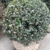 Hulst In Bolvorm (Ilex Altaclerensis ‘Camelliifolia’) -Directplant Winkel 20190116 142329 resized 1