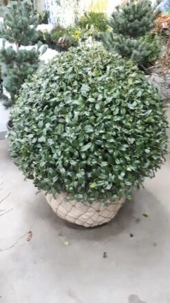 Hulst In Bolvorm (Ilex Altaclerensis ‘Camelliifolia’) -Directplant Winkel 20190116 142342 resized 1 1