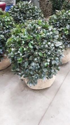 Hulst In Bolvorm (Ilex Altaclerensis ‘Camelliifolia’) -Directplant Winkel 20190116 142348 resized 1 1