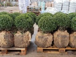 Japanse Hulst In Bolvorm (Ilex Crenata 'Caroline Upright') -Directplant Winkel 20190207 123828