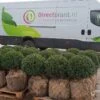 Japanse Hulst In Bolvorm (Ilex Crenata 'Caroline Upright') -Directplant Winkel 20190207 123902 1