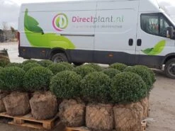 Japanse Hulst In Bolvorm (Ilex Crenata 'Caroline Upright')