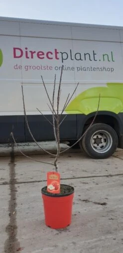 Mini-appel (Malus Domestica 'Mini-Cox') -Directplant Winkel 20190216 083816 resized