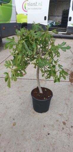 Vijg Op Stam (Ficus Carica) -Directplant Winkel 20190501 110130 resized