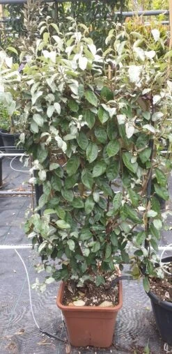 Olijfwilg Als Leivorm (Elaeagnus Ebbingei) -Directplant Winkel 20190501 114514 resized 2