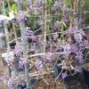 Blauwe Regen Als Leivorm (Wisteria Brachybotrys 'Yokohama Fuji') -Directplant Winkel 20190507 113255 resized