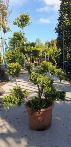 Japanse Hulst Als Bonsai (Ilex Crenata 'Kinme') -Directplant Winkel 20190514 085520 resized