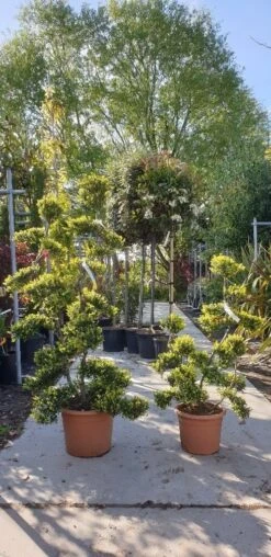 Japanse Hulst Als Bonsai (Ilex Crenata 'Kinme') -Directplant Winkel 20190514 085634 resized