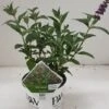 Vlinderstruik (Buddleja Davidii 'Miss Violet') -Directplant Winkel 20190612 201646 resized 1