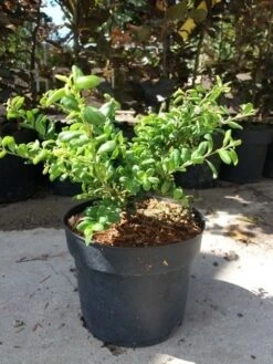 Japanse Hulst (Ilex Crenata 'Green Lustre) -Directplant Winkel 20190620 155824 1