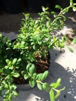 Japanse Hulst (Ilex Crenata 'Green Lustre) -Directplant Winkel 20190620 155833 1