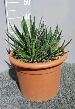 Winterharde Agave (Agave Shidigera) -Directplant Winkel 20190628 114010 resized