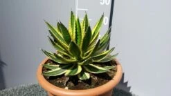 Winterharde Agave (Agave Lophanta 'Quadricolor') -Directplant Winkel 20190628 114401 resized 2