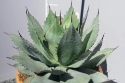 Winterharde Agave (Agave Ovalifolia) -Directplant Winkel 20190628 114509 resized