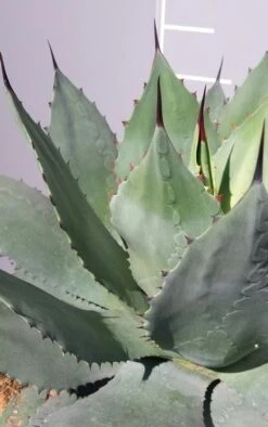 Winterharde Agave (Agave Ovalifolia) -Directplant Winkel 20190628 114523 resized