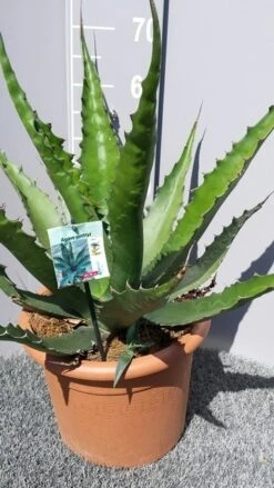 Winterharde Agave (Agave 'Gentryi Jaws') -Directplant Winkel 20190628 114610 resized
