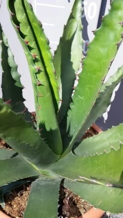 Winterharde Agave (Agave 'Gentryi Jaws') -Directplant Winkel 20190628 114632 resized
