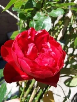 Klimroos (Rosa 'Amadeus') -Directplant Winkel 20190629 130707