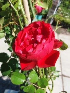 Klimroos (Rosa 'Amadeus') -Directplant Winkel 20190629 130841