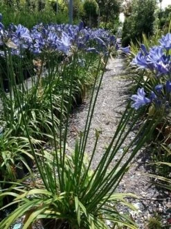 Afrikaanse Lelie (Agapanthus 'Blue Storm') -Directplant Winkel 20190704 160819 resized