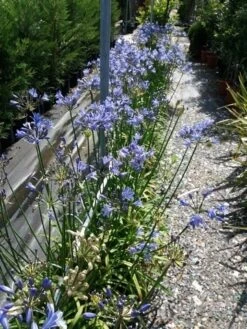 Afrikaanse Lelie (Agapanthus 'Blue Storm') -Directplant Winkel 20190704 160833 resized