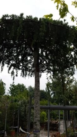 Ceder Als Dakboom (Cedrus Deodara 'Pendula') -Directplant Winkel 20190712 120955