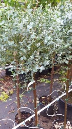 Eucalyptus Op Stam (Eucalyptus Gunnii) 10 Eucalyptus Op Stam (Eucalyptus Gunnii) -Directplant Winkel 20190712 152539