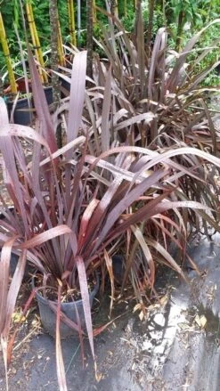 Nieuw Zeelands Vlas (Phormium Tenax 'Purpureum') -Directplant Winkel 20190712 152646 1