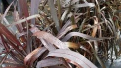 Nieuw Zeelands Vlas (Phormium Tenax 'Purpureum') -Directplant Winkel 20190712 152706