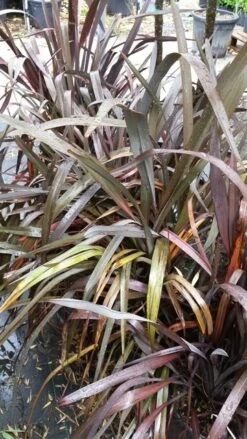 Nieuw Zeelands Vlas (Phormium Tenax 'Purpureum') 16 Nieuw Zeelands Vlas (Phormium Tenax 'Purpureum') -Directplant Winkel 20190712 152733 2