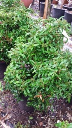 Vuurdoorn Als Bol (Pyracantha 'Navaho') -Directplant Winkel 20190712 153414 3