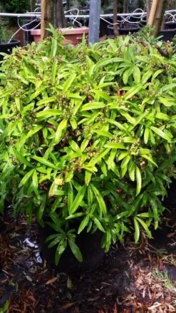 Vuurdoorn Als Bol (Pyracantha 'Navaho') -Directplant Winkel 20190712 153454 3
