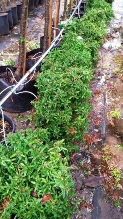 Vuurdoorn Als Bol (Pyracantha 'Navaho') -Directplant Winkel 20190712 153510 3